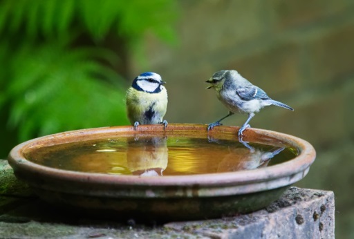 Birds by bird bath